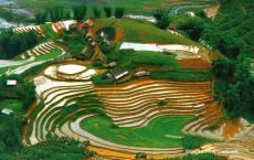 Terrace rice fields