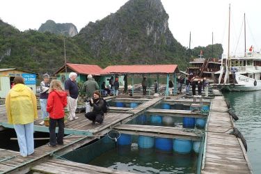 Alisa Premier Cruise