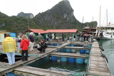 Alisa Cruise Halong Bay