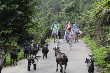 Halong Lavender Cruise