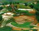 Terrace rice fields